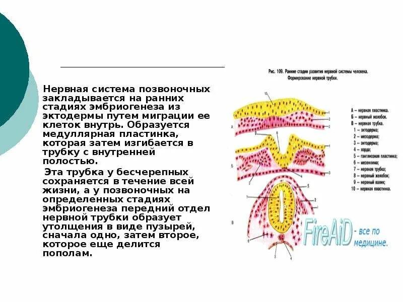 Спинной мозг из эктодермы. Нервная пластинка. Нервная пластинка в эмбриогенезе. Из клеток эктодермы образуется нервная пластинка. Базальная пластинка нервной трубки.