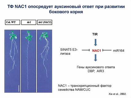 Nac это