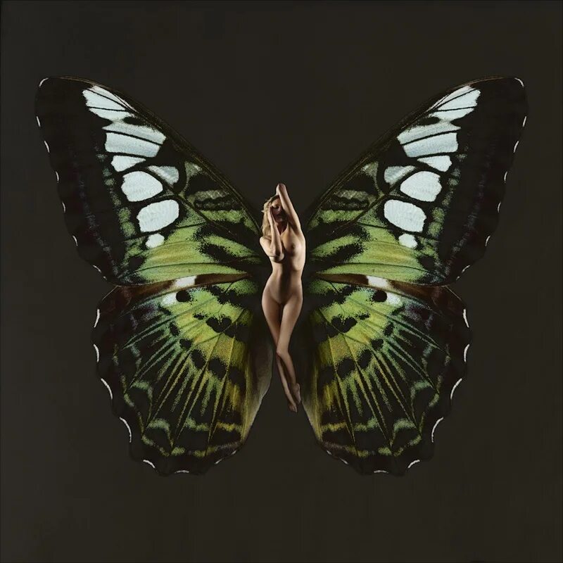 отряды с неполным превращением. метаморфоз крыльев. метаморфоз крыльев. метаморфоз личинка имаго. параличнекротранс это.