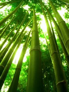 Bamboo demo