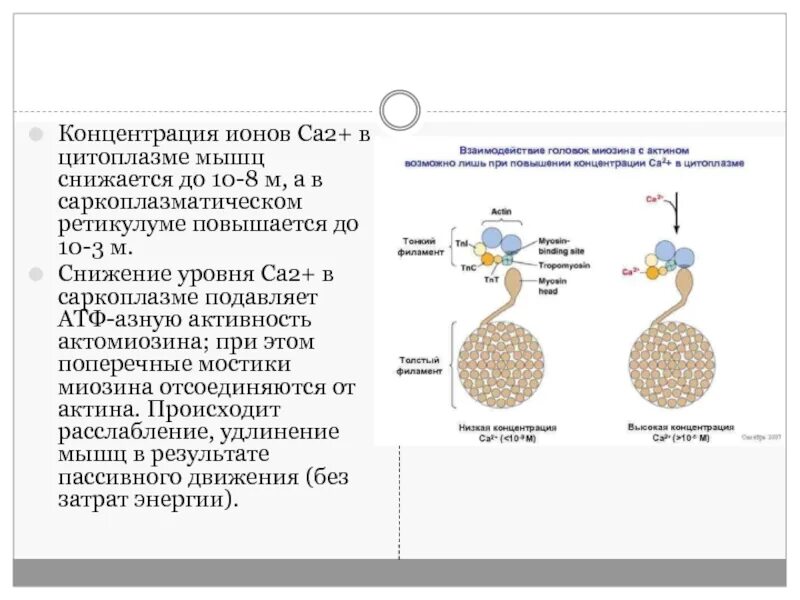 При увеличении концентрации ионов са2+ в саркоплазме происходит. При увеличении концентрации ионов са2+в саркоплазме происходит. При увеличении концентрации ионов са в саркоплазме происходит. Ионные концентрации в цитоплазме.