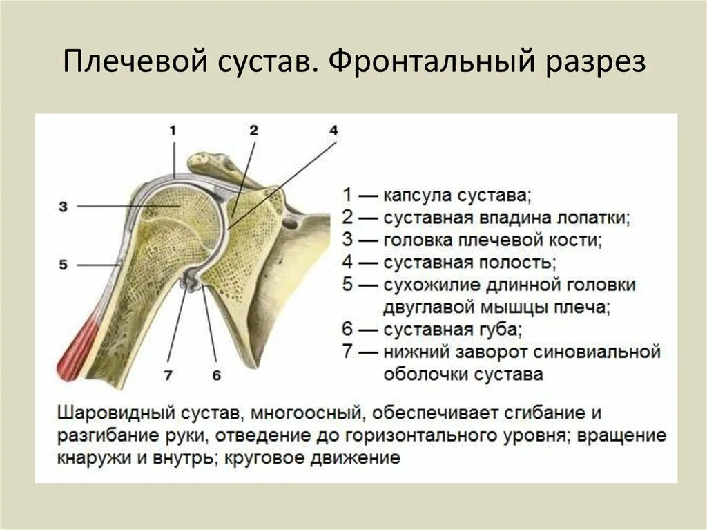 Плечевой сустав анатомия строение. Строение сустава плеча. Строение сустава плеча человека анатомия. Плечевой сустав анатомия строение кости.