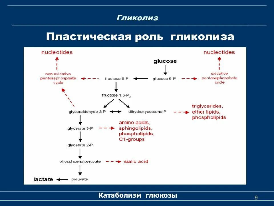 Роль гликолиза биохимия. Схема гликолиза биохимия. Биологическая роль гликолиза биохимия. Катаболизм Глюкозы биохимия. Шестиуглеродный сахар образуется в результате гликолиза