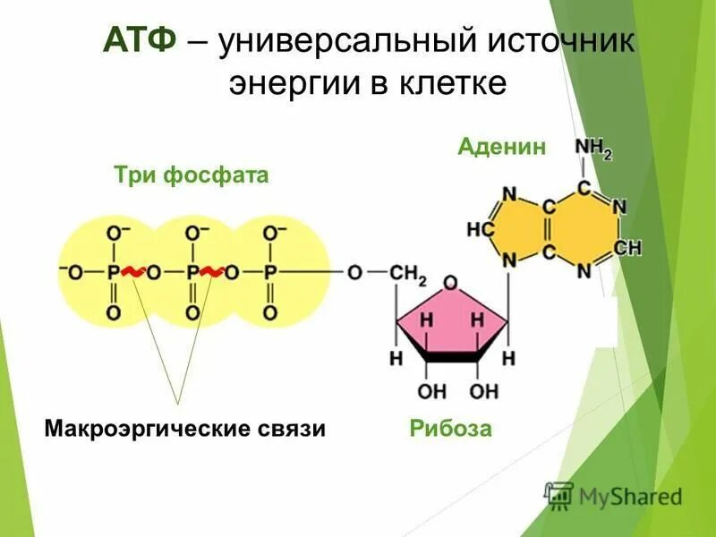 Макроэргические связи в молекуле атф. Образование АТФ В клетках. АТФ: строение, функции, Синтез.