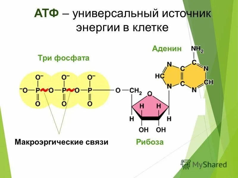 Составляющие атф. Образование АТФ В клетках. АТФ: строение, функции, Синтез.