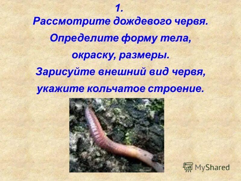 Дождевой червь имеет двустороннюю симметрию тела. Форма тела дождевого червя. форма теладождегого червя. окраска дождевого червя. окрас дождевого червя 7 класс.
