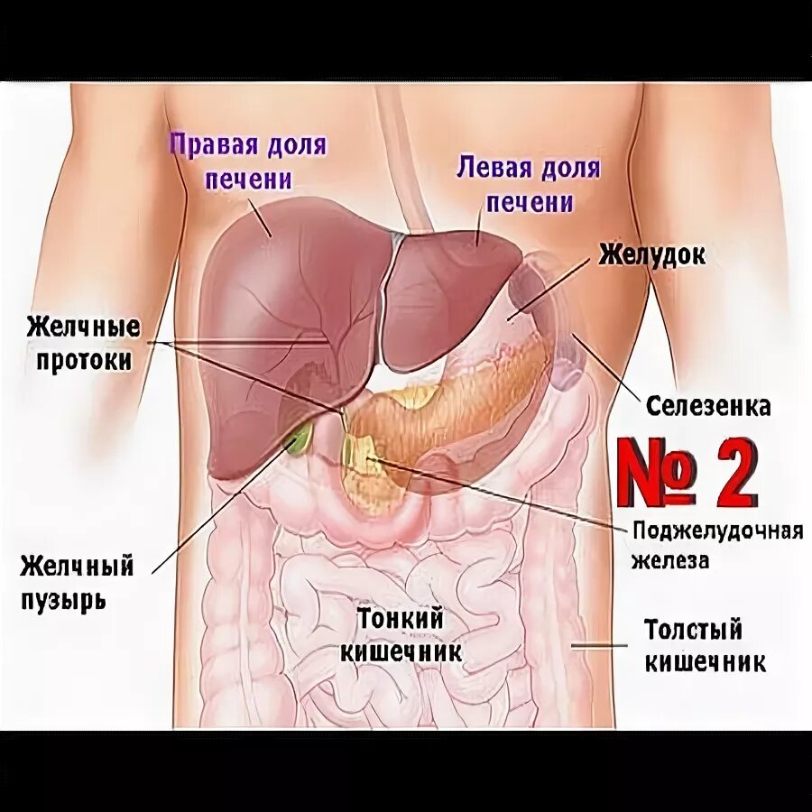 Застой желчного пузыря у взрослого симптомы. Селезенка и желчный пузырь. Застойный желчный пузырь. Застой желчи в желчном.