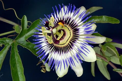 Passionsblume (Passiflora incarnata) als Heilpflanze - AWL.ch.