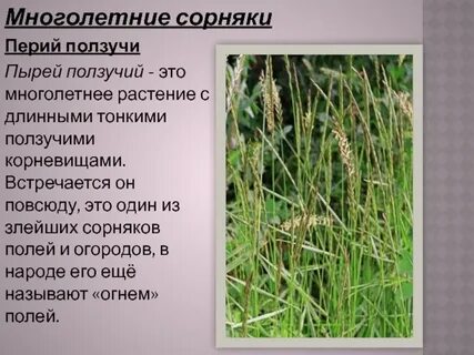 Многолетнее травянистое растение с ползучим корневищем