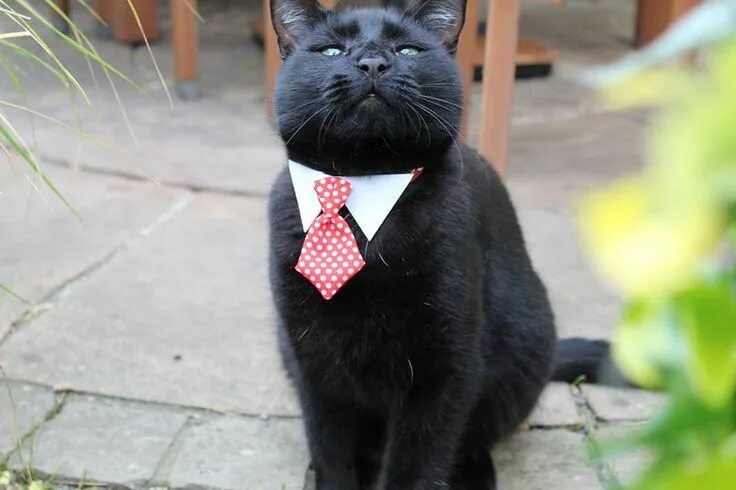 Черный котик в галстуке мем 60 Top Funny Animals Pictures Photos & Images Funny cat memes, Cats, Funny anima