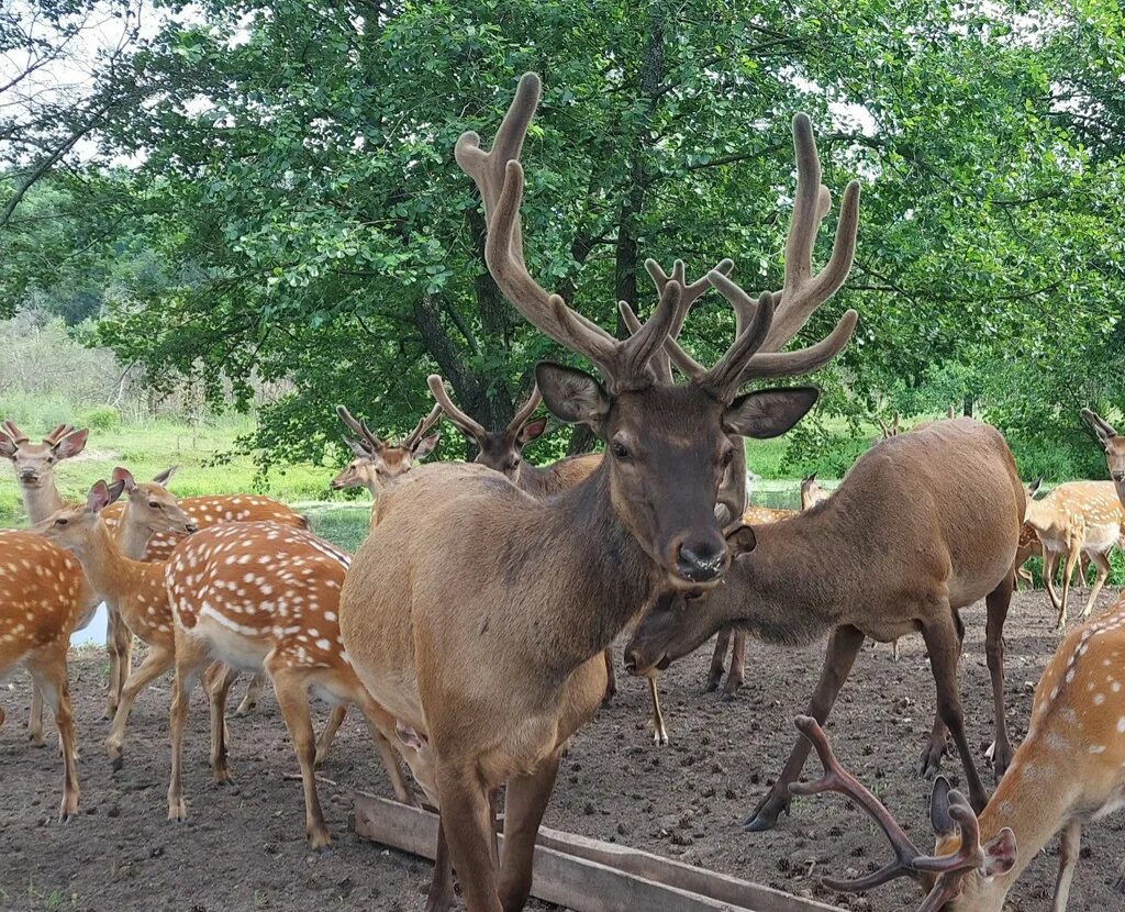 Сафари парк мордовия кочкуровский район кречет. Сафари кречет. Сафари кречет. Сокол белый кречет. «беркут», «ястреб», «кречет».