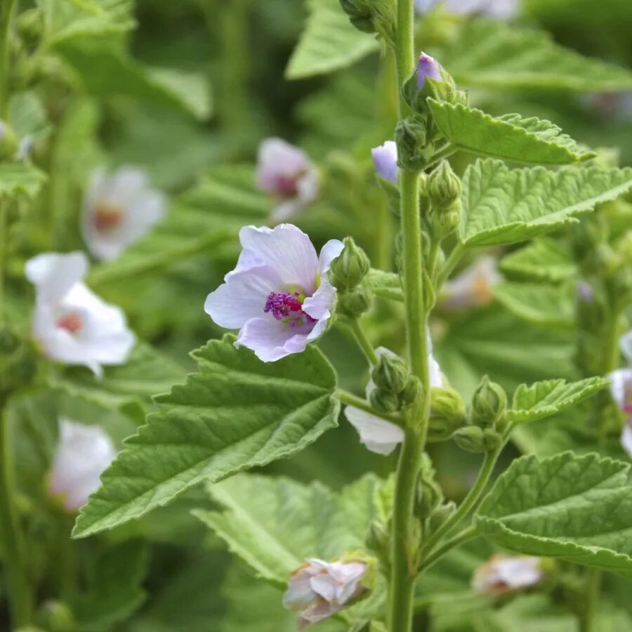 Алтей латынь. Алтей лекарственный растение. Althaea officinalis. Алтей лекарственный (Althaea officinalis). Алтей лекарственный соцветие.