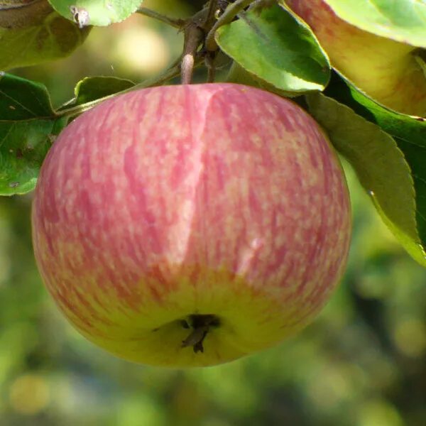 Авенариус яблоня описание фото Malus domestica Image of an specimen Plantarium