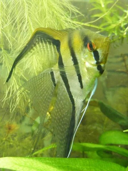 Съели скалярию