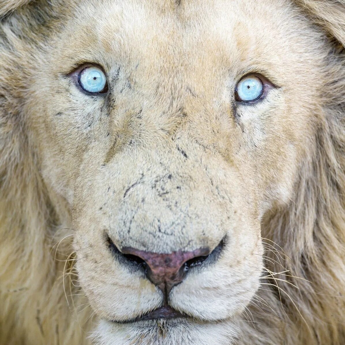 Зрачок льва. Морды животных. Белый голубоглазый лев. Лев обои. Картина "лев".