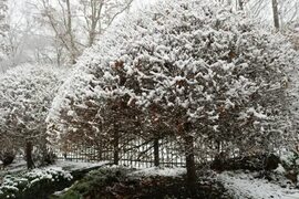 Bäume im Winter pflegen " So kommen sie bestens durch die Kälte
