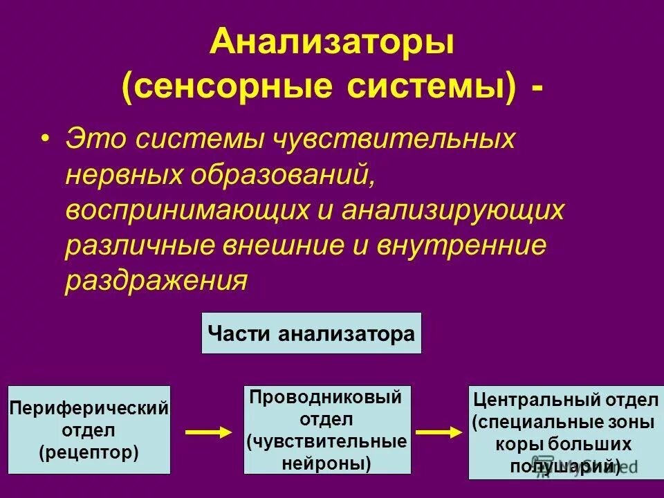 Чувствительное образование воспринимающее раздражение