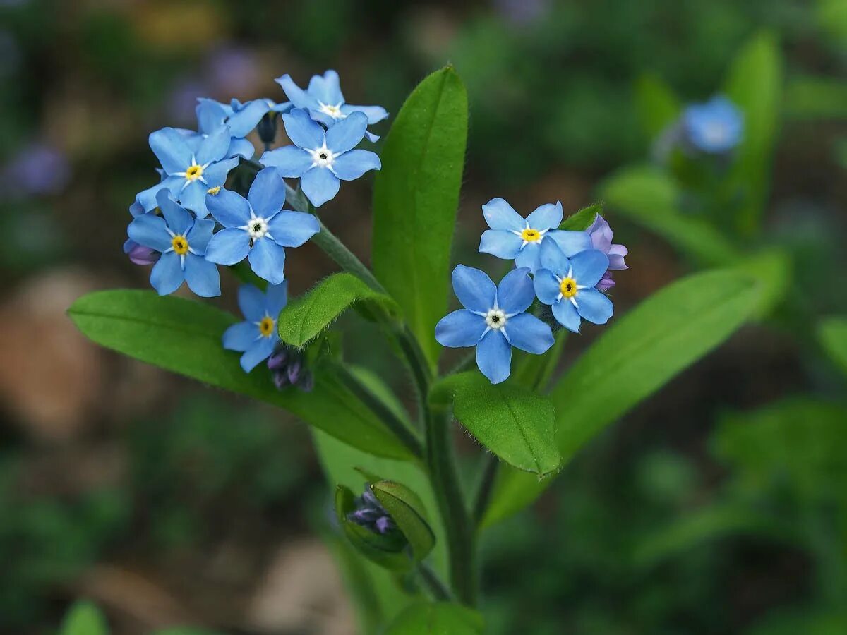 Незабудка отдых. Незабудка Лесная Myosotis sylvatica. Незабудка Лесная Форгетминот. Незабудка Альпийская (Myosotis alpestris). Незабудка Бурачниковые.