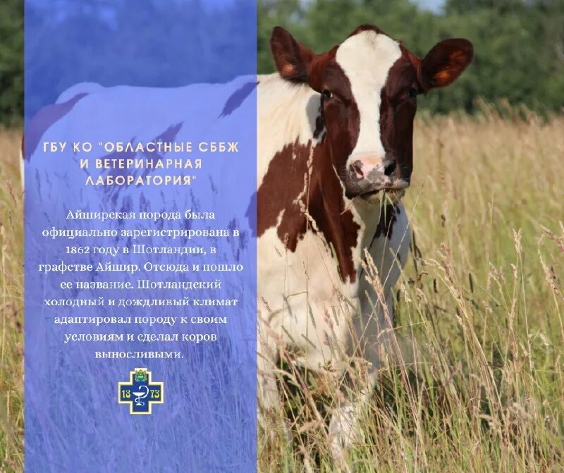 Ветеринар пенза. Сббж екатеринбург. Сббж ветеринарная клиника. Сббж екатеринбург. Ветеринар эстетика.