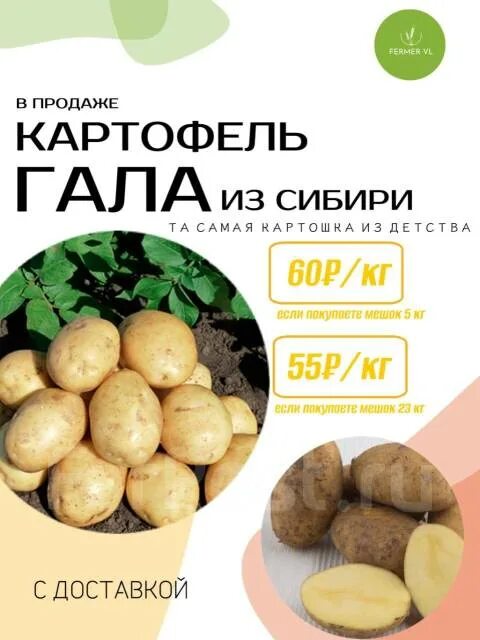 Картофель балтик роуз описание сорта фото отзывы