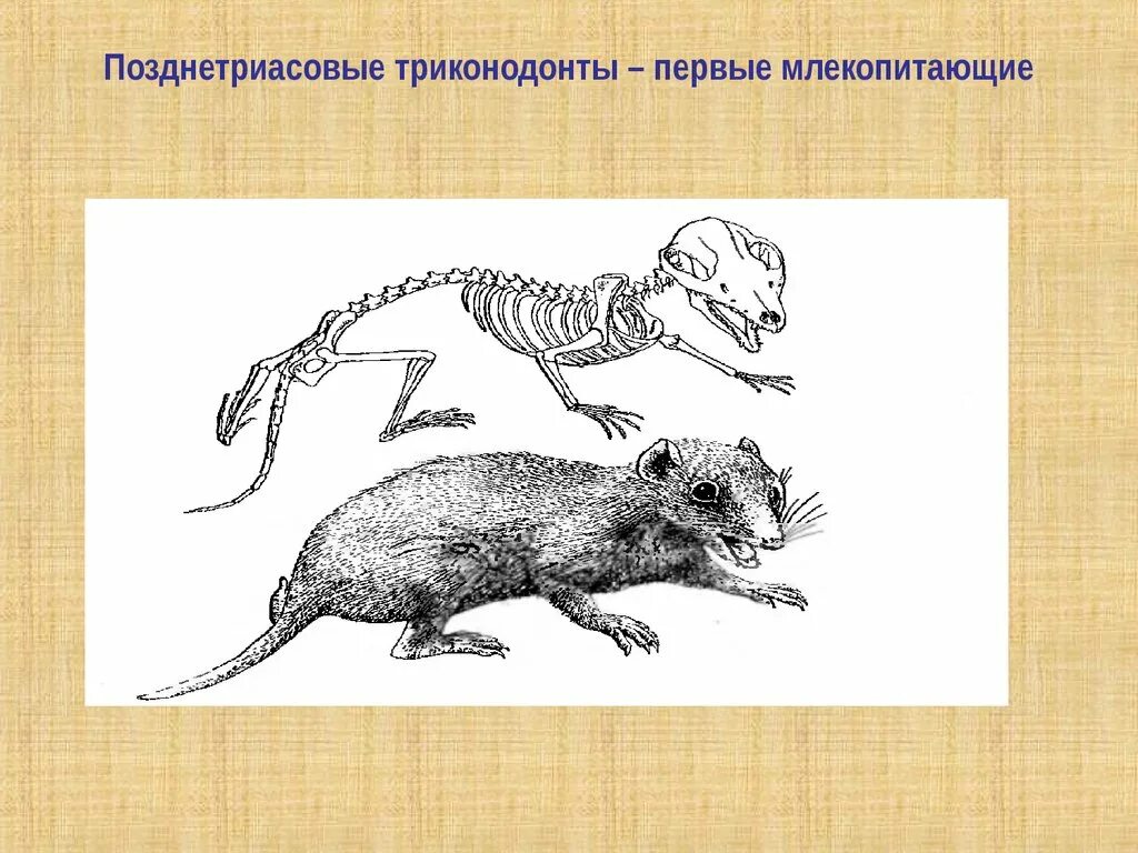 Первое млекопитающее на земле. Млекопитающие триасового периода. Первые млекопитающие. Первое млекопитающее на земле. Самое первое млекопитающее на земле.