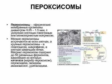 Образование лизосом и пероксисом
