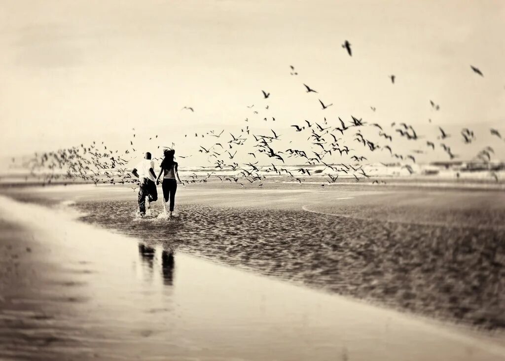 Мчась навстречу жизни и любви. Двое у моря. Пара на море. Любовь Чайки море. Пара на берегу моря черно белая.