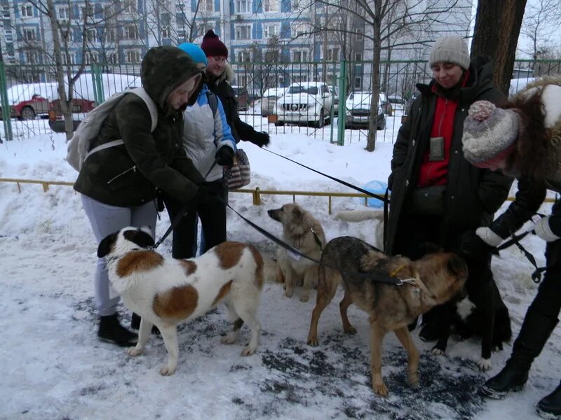 Ветеринарная в царицыно. Приют Бирюлево для собак. Приют для собак в Бирюлево Западное. Приют для животных в Бирюлево. Приют Бирюлёво, Москва.