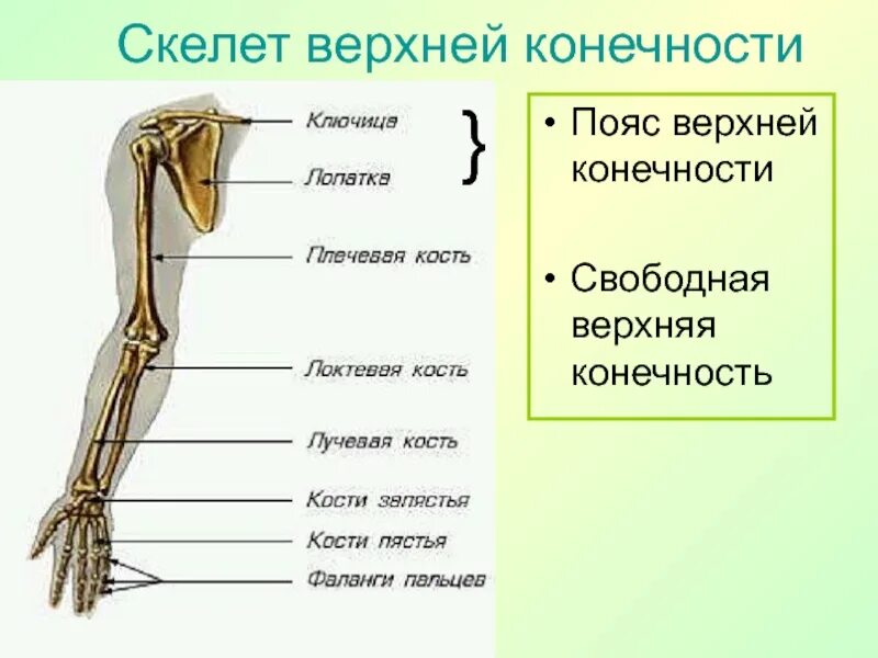 Какие кости образуют пояс верхних конечностей человека. Скелет пояса верхних конечностей (плечевого пояса). Опорно двигательная система скелет верхней конечности. Плечевая кость свободная верхняя конечность опорно двигательная. Опорно двигательная система пояс верхней конечности.