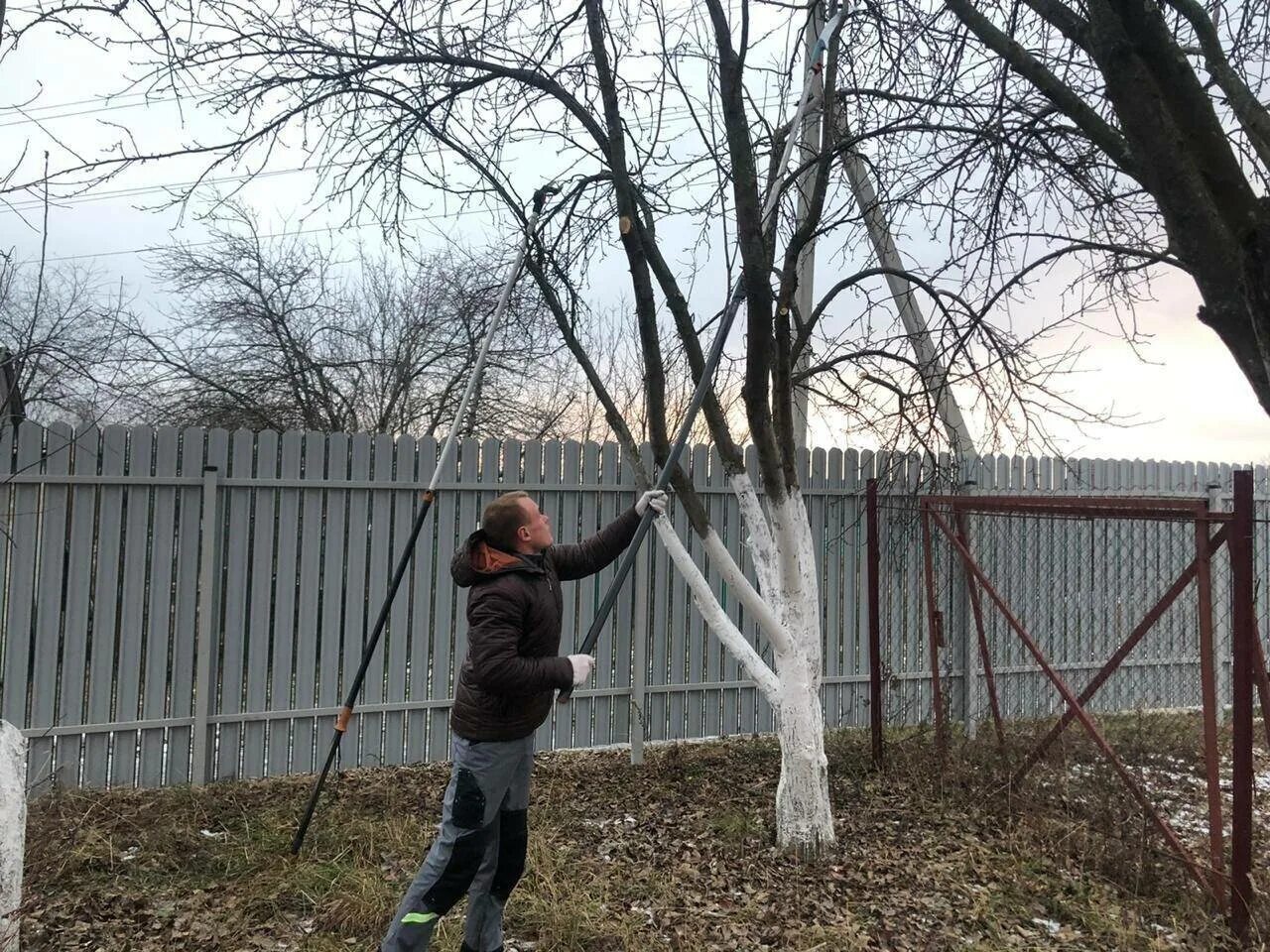 Побелка деревьев. Побеленные деревья. Побелка яблонь осенью. Побелка штамбов деревьев.