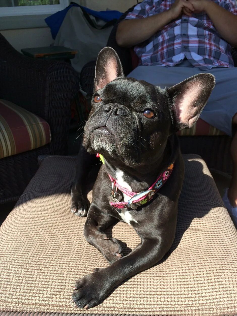 Помесь французского бульдога и чихуахуа. Скрещенные бульдоги. Метис мопса и французского бульдога. Скрещенные бульдоги. Метис мопса и французского бульдога.