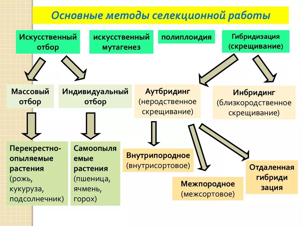 Основные методы селекции отбор гибридизация мутагенез. Методы селекции растений искусственная гибридизация. Методы селекции растений искусственный мутагенез. Методы селекции схема искусственный отбор.