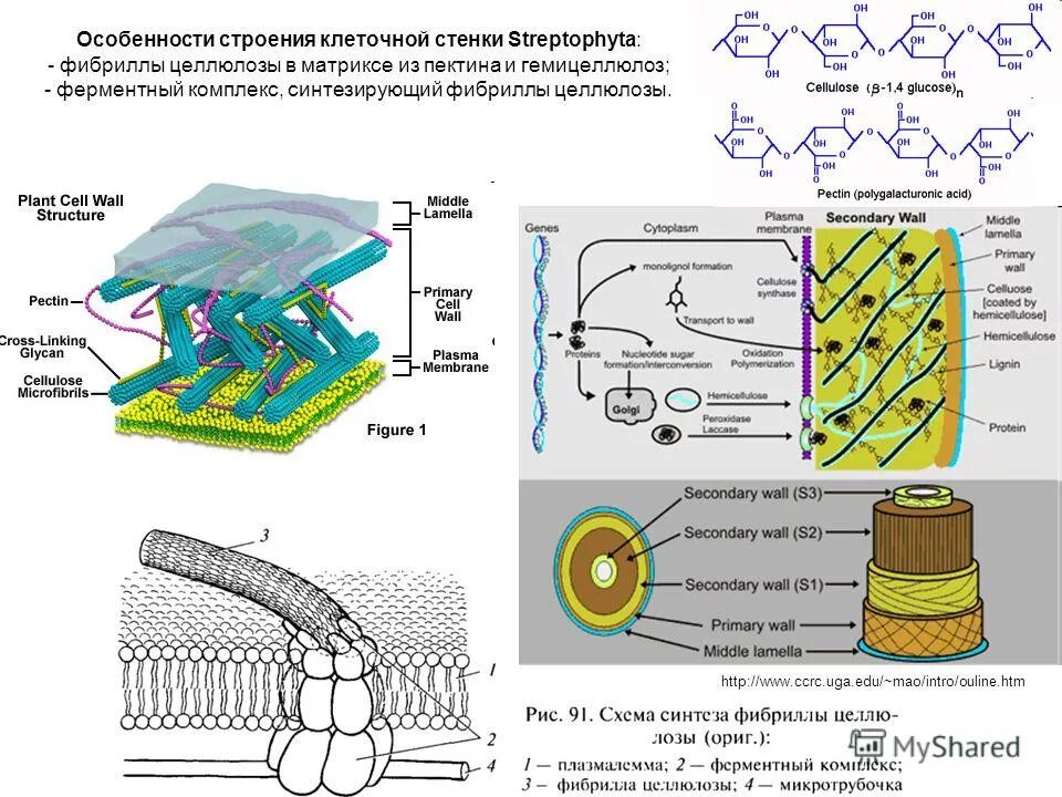 Строение клеточной стенки растений. Состав клеточной стенки растительной клетки. Состав клеточной стенки растений. Микрофибриллы целлюлозы.