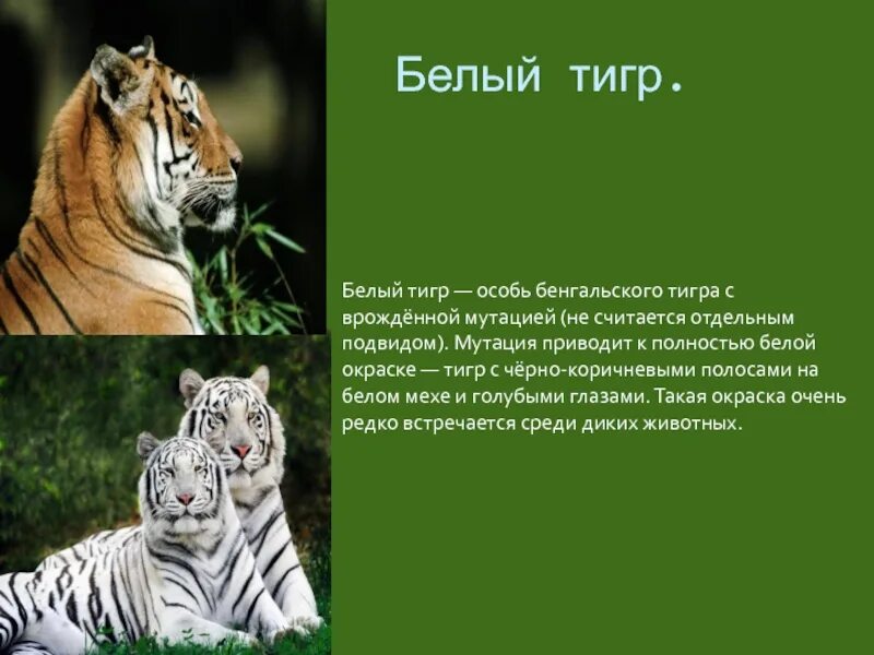 Подвиды тигра. Амурский и бенгальский тигр. Белый тигр презентация. Амурский и бенгальский тигр отличия.