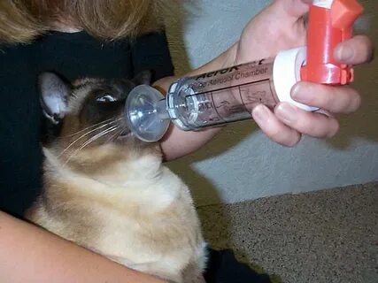 Астма у кошек
