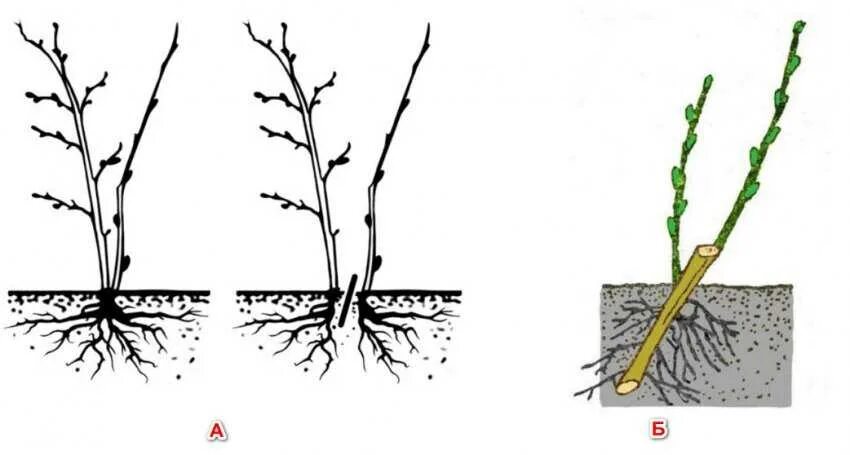 Как размножить смородину от куста. Черенками смородины отводками крыжовник. Посадка черенками крыжовника осенью. Размножение крыжовника черенками летом. Прикапывают черенки смородины.
