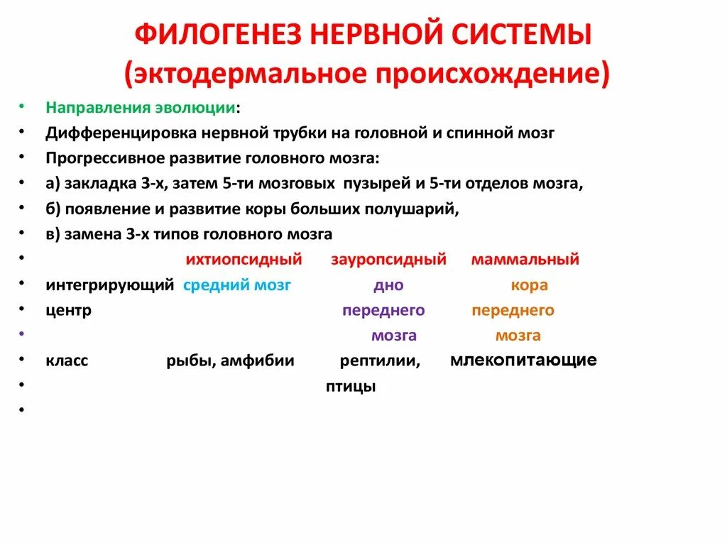 Направления эволюции головного мозга. Филогенез нервной системы. Этапы филогенетического развития нервной системы. Основные этапы филогенеза нервной системы. Стадии развития нервной системы в филогенезе.