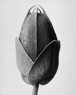 Karl Blossfeldt: Majestic Plant Portraits