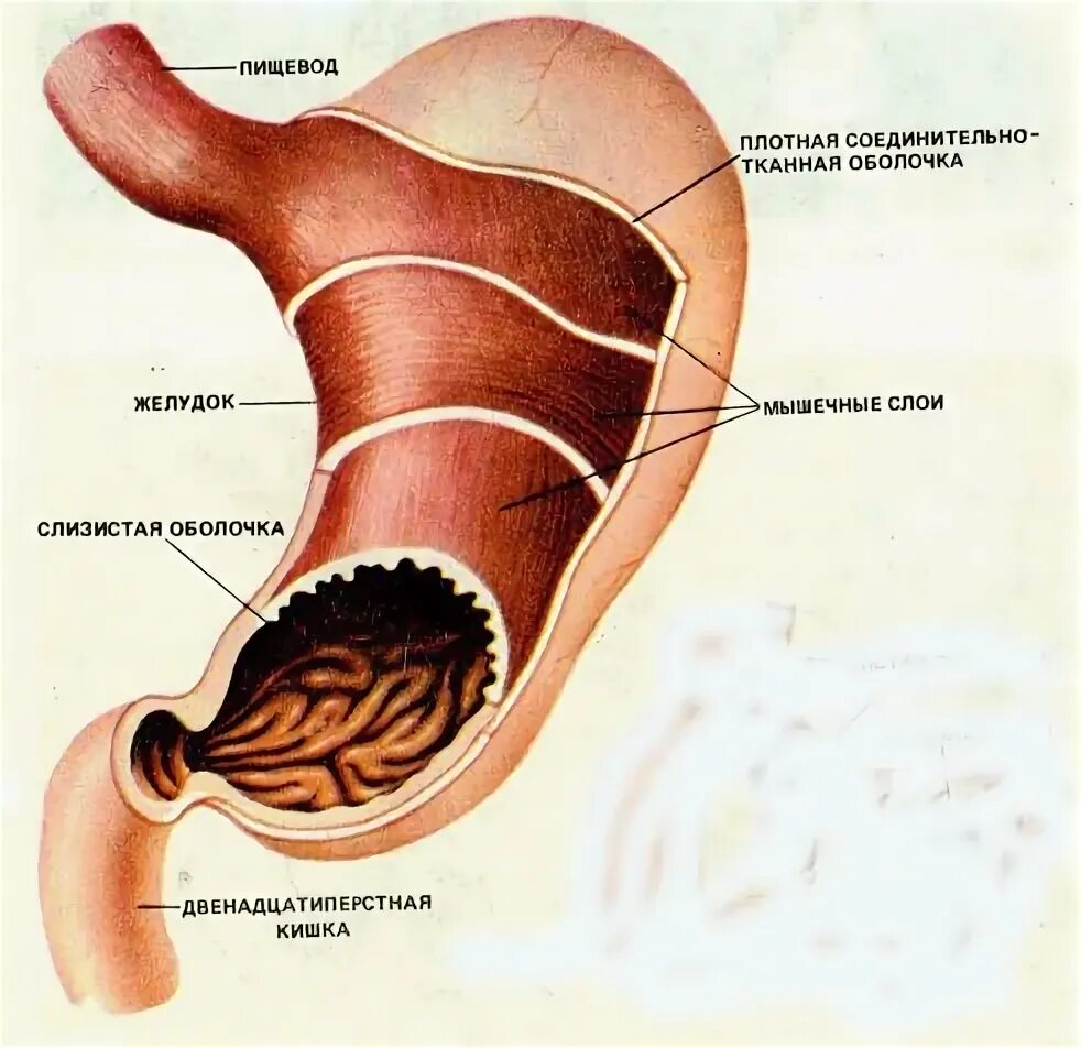 Склеивание пищевого комка. Ренин фермент желудка. Секреция пепсиногена главной клеткой желудка.