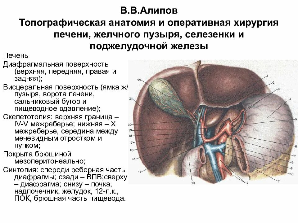 В ворота печени входят. Топография печени скелетотопия. Связочный аппарат печени, ворота печени.. Желчный пузырь топография строение. Синтопия желчного пузыря.