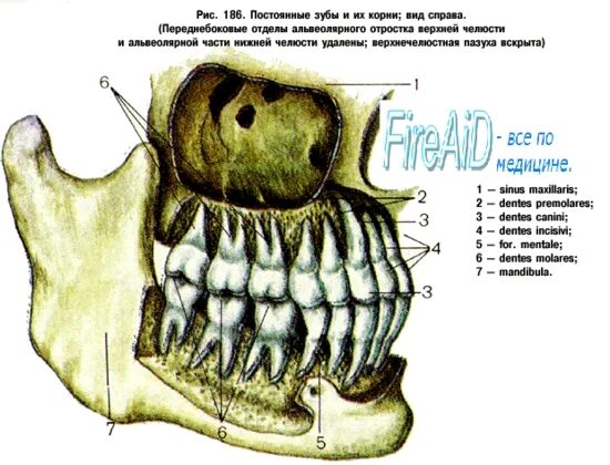 Корни зубов верхней челюсти и нижней челюсти. Строение зубов человека нижней челюсти. Анатомия верхней и нижней челюсти корни.