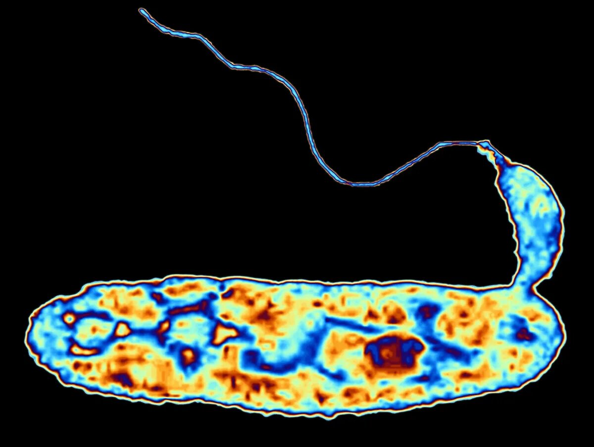 Bdellovibrio bacteriovorus. Вибрион монотрих Bdellovibrio bacteriovorus. Бактерий-паразитов Bdellovibrio bacteriovorus). Жизненный цикл Bdellovibrio bacteriovorus.