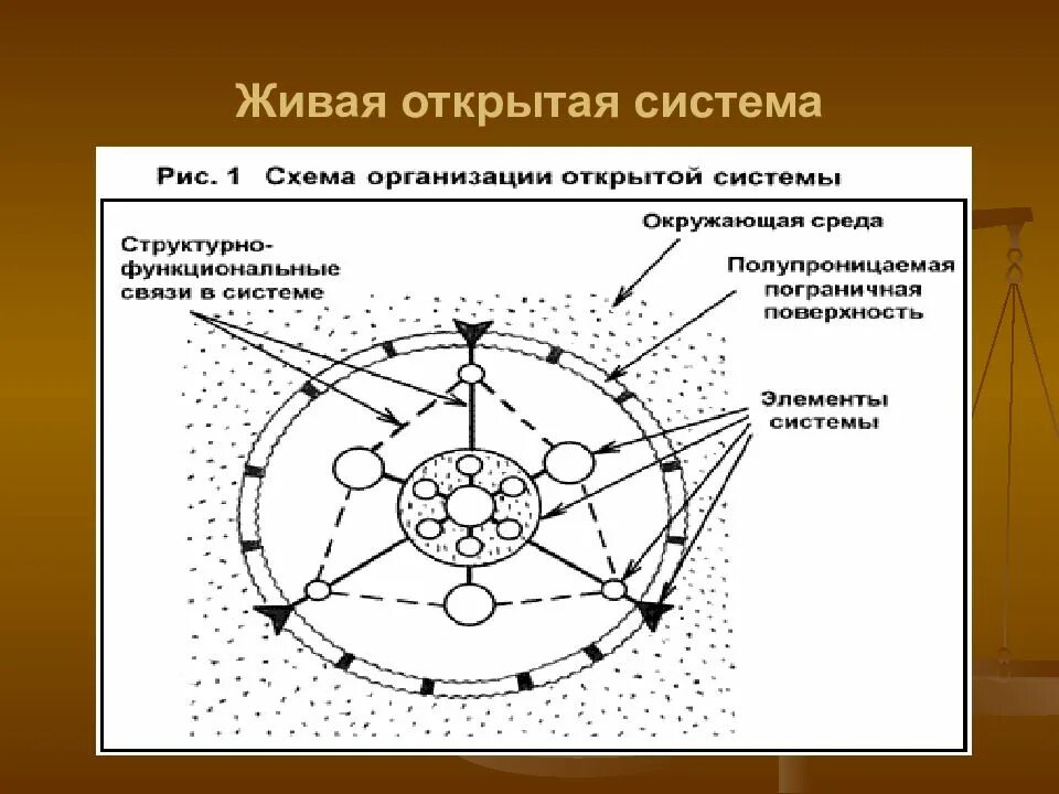 Теория живых систем. Живые организмы как открытые системы. Открытая Живая система. Организм открытая Живая система.