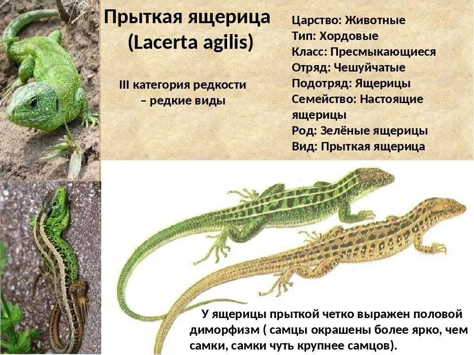 Доклад про ящерицу. Чего нет у ящериц. У ящерицы отвалился хвост. Чего нет у ящериц. Почему у ящериц отрастает хвост.