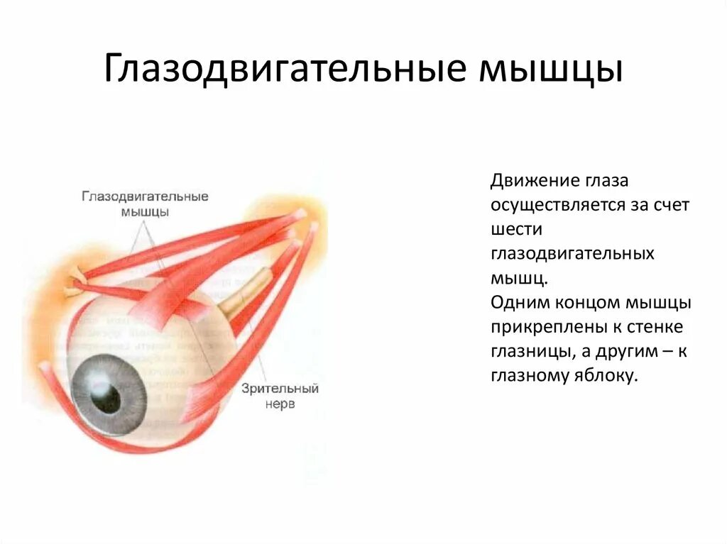 Глазодвигательные мышцы глаза схема. Анатомия глазодвигательных мышц глаза. Глазодвигательные мышцы глаза строение. Строение глаза мышцы глаза. Места крепления глазодвигательных мышц