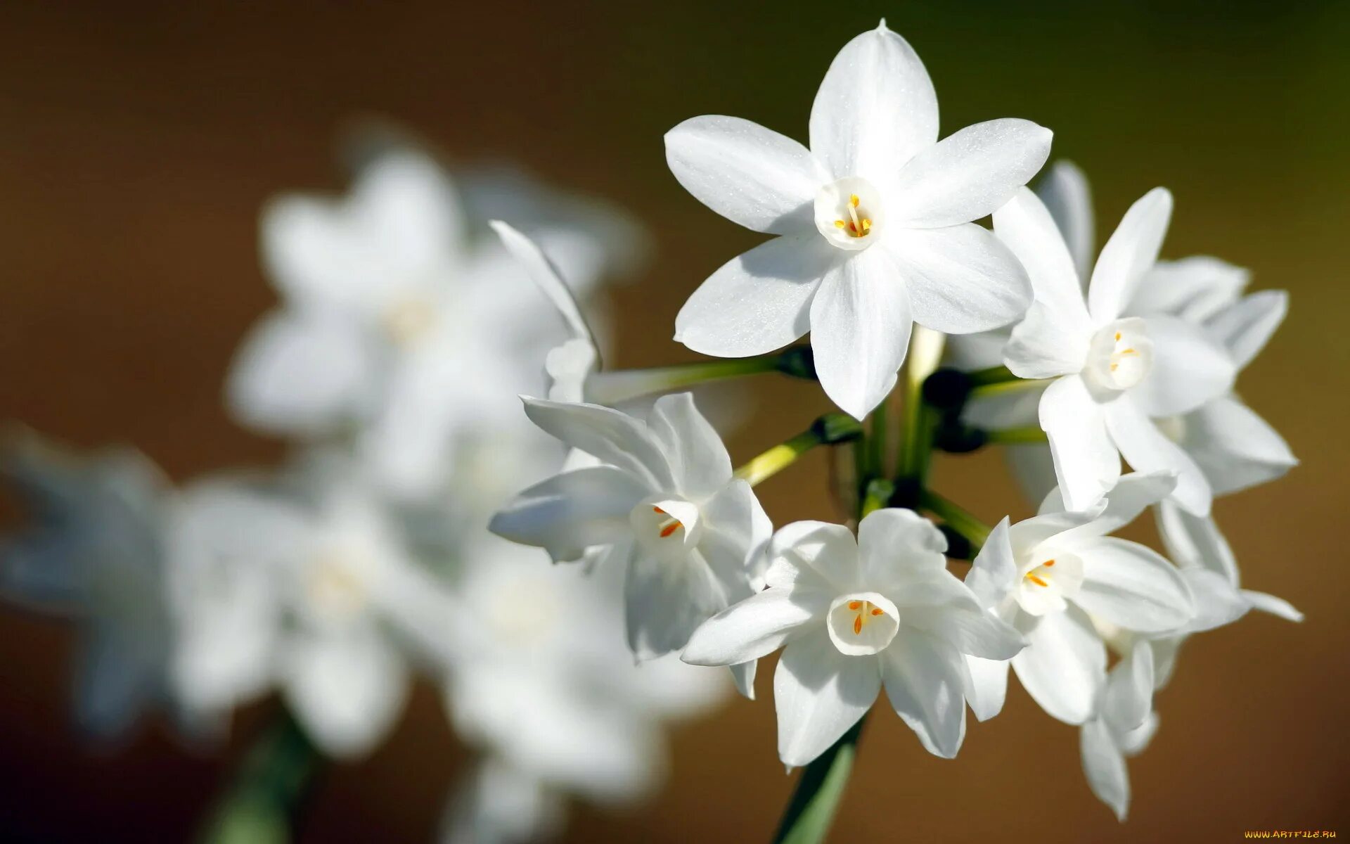 Нарцисс первоцвет. Белый Нарцисс. Нарцисс (растение). Нарцисс зонтичный. Нарцисс Нарцисс.