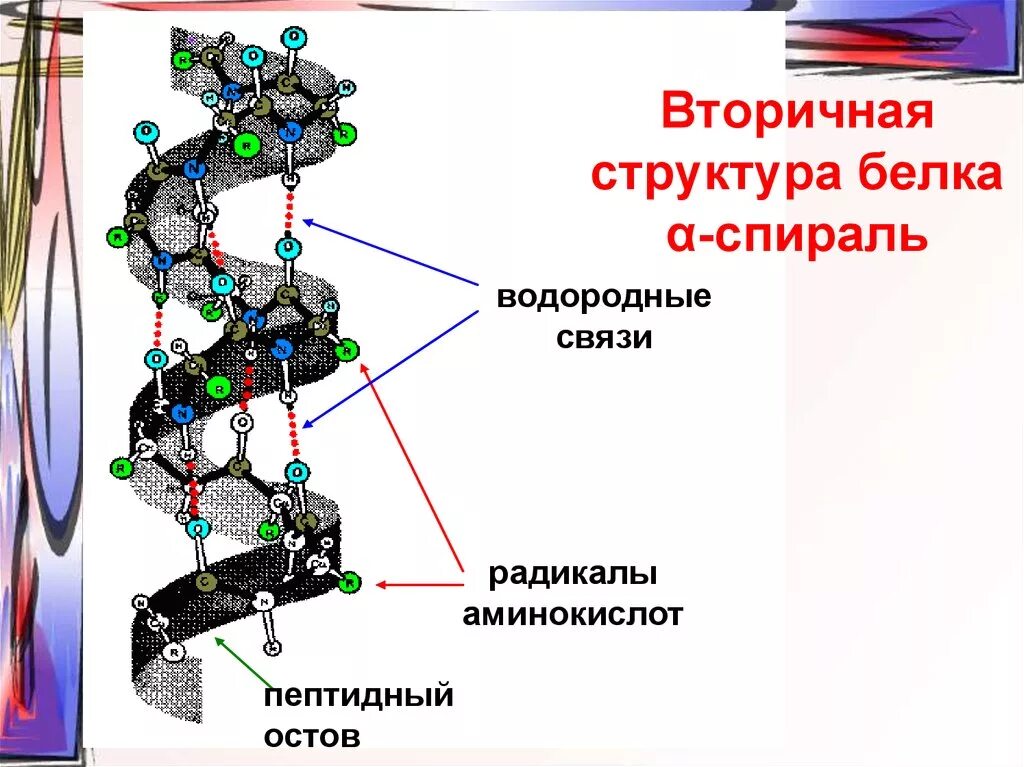 Строение вторичной структуры белка. Водородные связи в 2 структуре белка. Вторичная структура белка спираль. Альфа и бета спираль вторичной структуры белка.