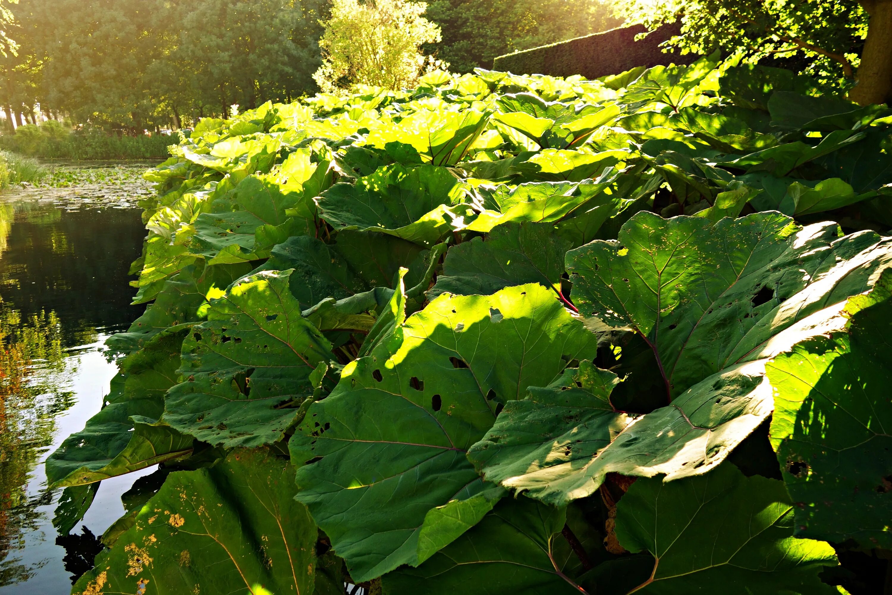 Зеленый лопух. Белокопытник гибридный (Petasítes hýbridus). Сахалинский лопух белокопытник. Белокопытник (Petasites). Белокопытник болотный.