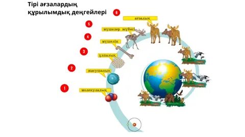 Жігіт семіз пизканы жалайды