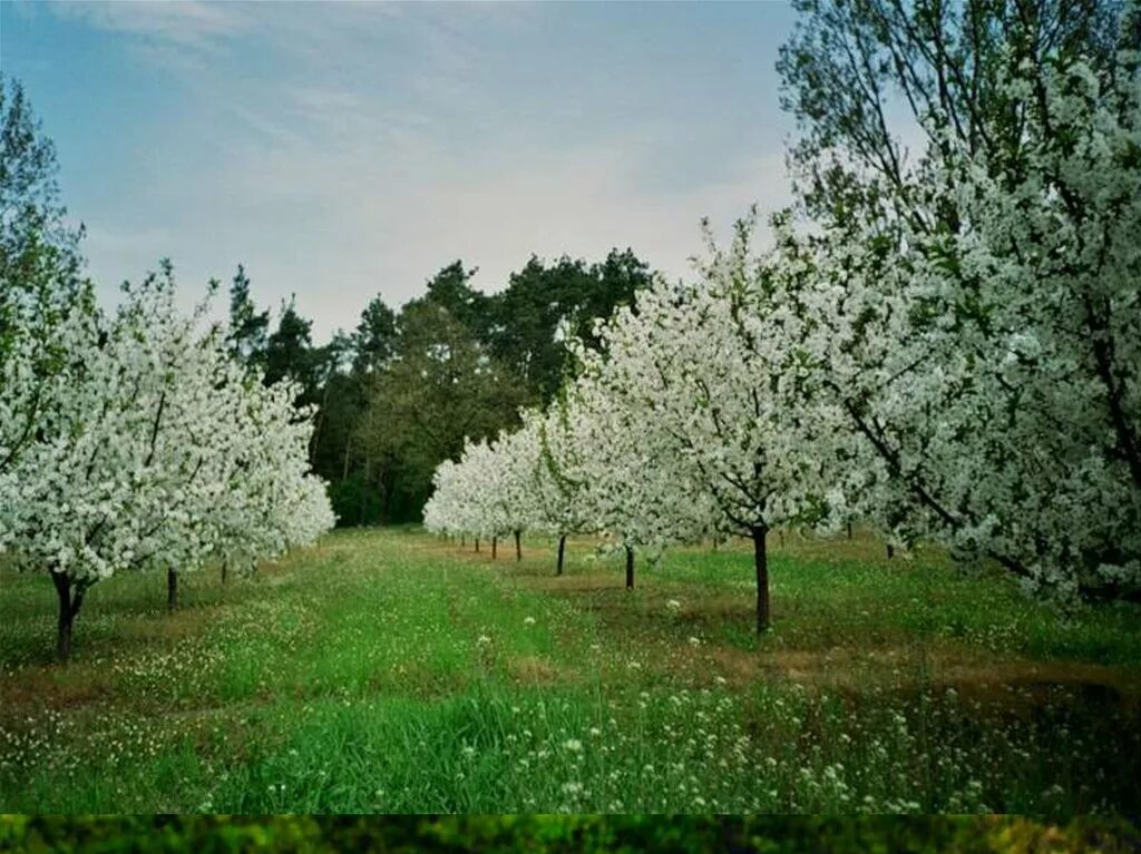 Перед вишневым садом. Вишневый сад. Большие Бакалды вишневые сады. Вишневые сады в России. Яблоневый сад вишневый сад.